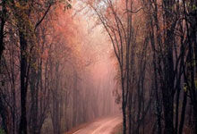 商标注册证号是哪一个,商标注册号在哪个位置图片